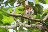 Ferruginous Pygmy-Owl